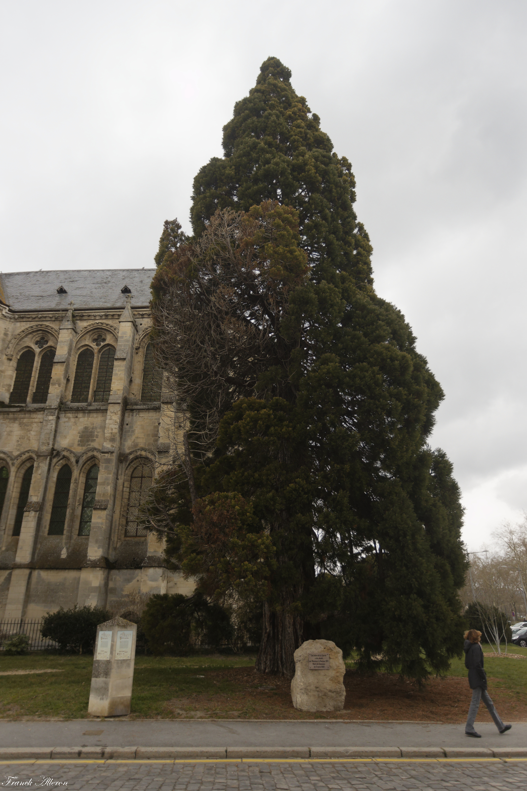 Séquoia géant Arbre de la Liberté 1948.jpg