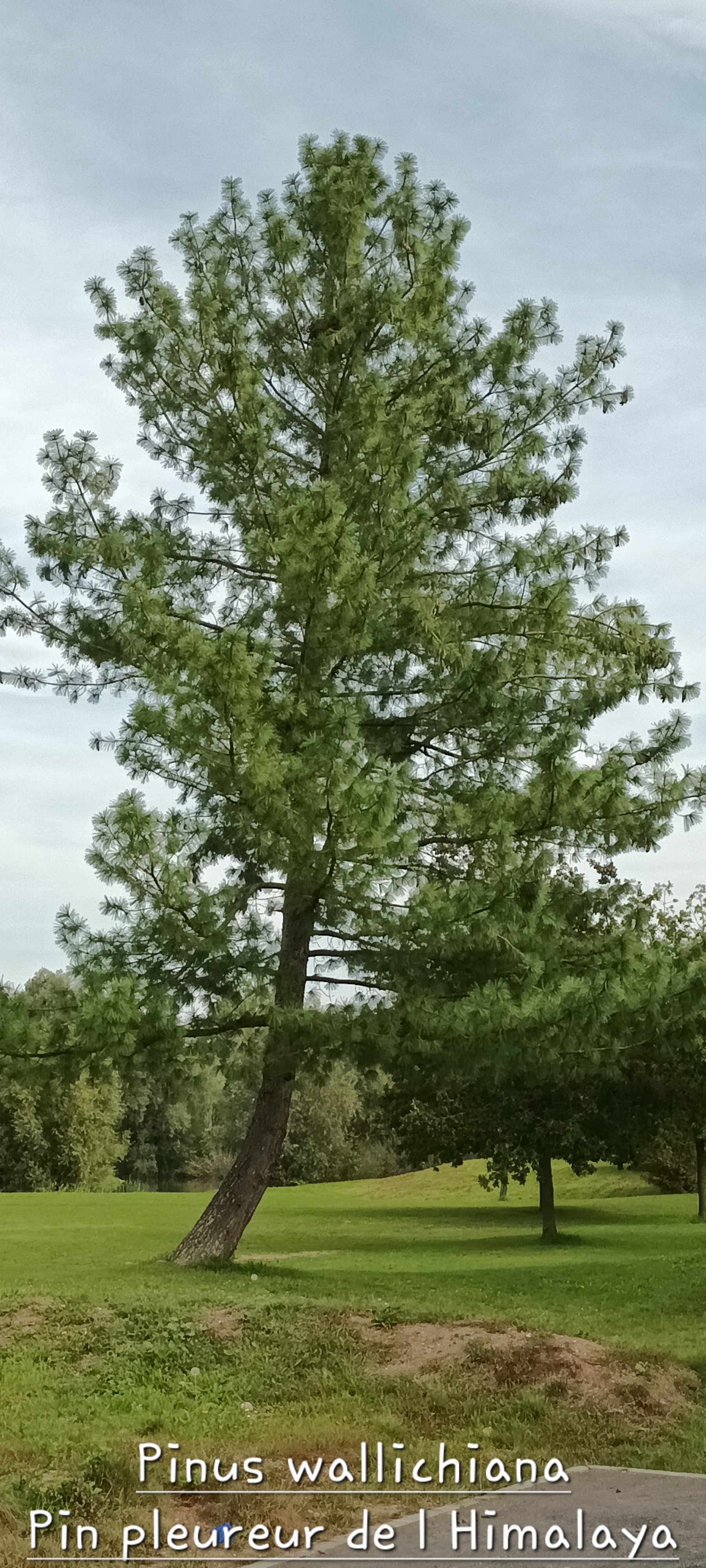 Arbre à l'oiseau Pin pleureur de l'Himalaya.jpg